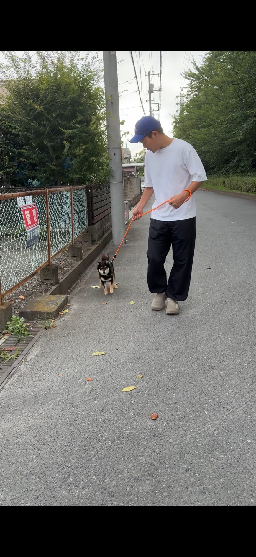 黒の豆柴もずく